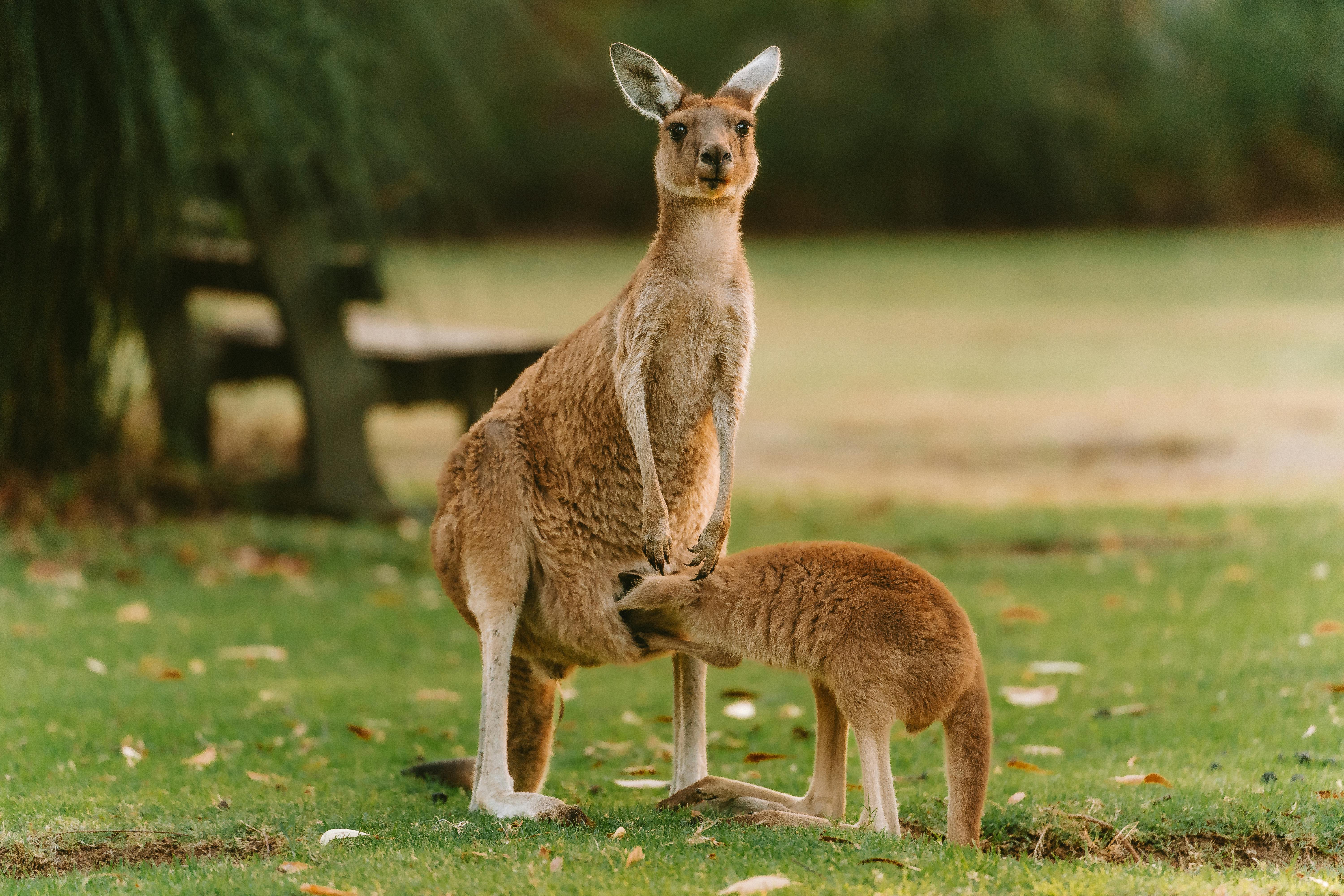 Australia